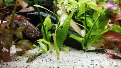 Ableger aus demm grossen becken