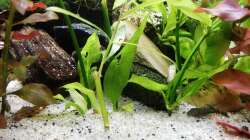 Ableger aus demm grossen becken