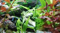 Ableger aus demm grossen becken