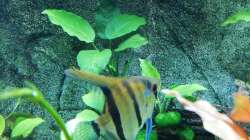 Anubia an der rückwand