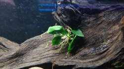 Anubias sp. nana