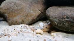 Teleocichla Männchen