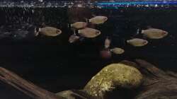 Rotaugen-Moenkhausia