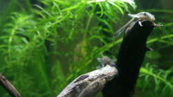 Drei Otothyropsis an Wurzel.