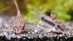 Otothyropsis piribebuy und Corydoras habrosus direkt nebeneinander. Funktioniert