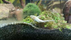 Otothyropsis direkt nach dem Einsatz. Hier kann man wunderschön sehen, wie er den