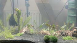 Aquarium in der Einlaufphase - nach Einsatz der ersten Pflanzen