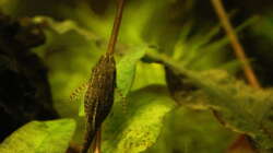 Otothyropsis piribebuy, weiblich