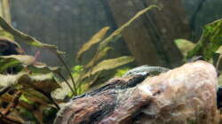 Otothyropsis auf mit Bakterienfilm und Aufwuchs überwucherter Wurzel. Nach einem