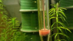 Frisch geschlüpfte Otothyropsis an der Scheibe.