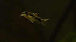 Corydoras habrosus