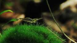 Eingeschleppte Garnele, vielleicht kann mir ja jemand sagen was für eine?