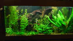 Pflanzen im Aquarium Becken 4188