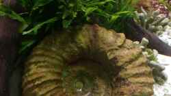 Der Ammonit! 