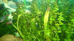 Pflanzen im Aquarium Becken 4199