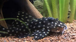 Besatz im Aquarium Südamerikabecken