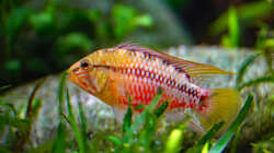 Besatz im Aquarium Südamerikabecken