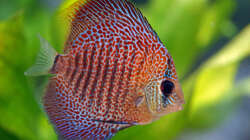 Besatz im Aquarium Südamerikabecken