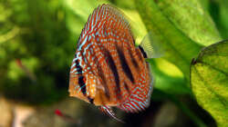 Besatz im Aquarium Südamerikabecken