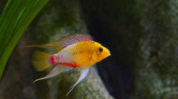 Besatz im Aquarium Südamerikabecken