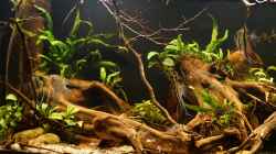 Aquarium Amazonas Biotop