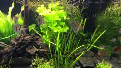 Aquarium L46 ...and friends ;-)