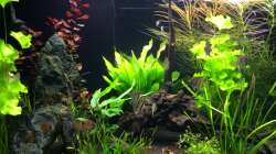Aquarium L46 ...and friends ;-)