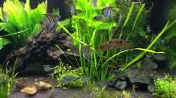 Aquarium L46 ...and friends ;-)