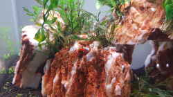 Aquarium Garnelenpfütze