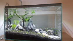 Aquarium Projekt Yggdrasil