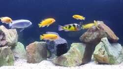 Aquarium Eheim Incpiria 530