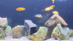 Aquarium Eheim Incpiria 530