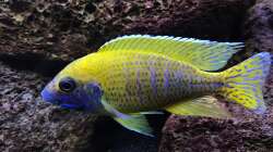 Besatz im Aquarium Lavabruch