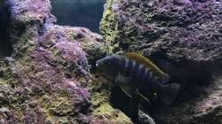 Besatz im Aquarium Lavabruch