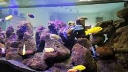 Dekoration im Aquarium Lavabruch