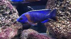 Besatz im Aquarium Lavabruch