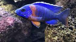 Besatz im Aquarium Lavabruch