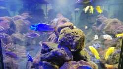 Dekoration im Aquarium Lavabruch