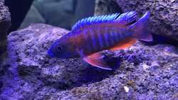 Besatz im Aquarium Lavabruch