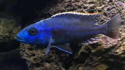 Besatz im Aquarium Lavabruch