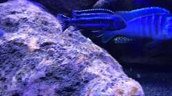 Besatz im Aquarium Lavabruch