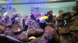 Dekoration im Aquarium Lavabruch