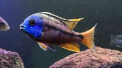 Besatz im Aquarium Lavabruch