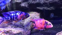 Besatz im Aquarium Lavabruch