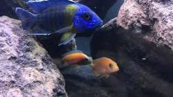 Besatz im Aquarium Lavabruch