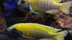 Besatz im Aquarium Lavabruch