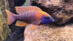 Besatz im Aquarium Lavabruch