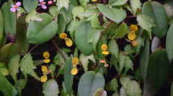 Begonia prismatocarpa