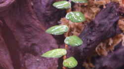 Ficus spec. Borneo