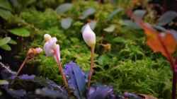 Blüte Bucephalandra